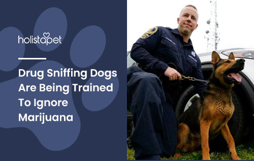 Drug Sniffing Dogs Are Being Trained To Ignore Marijuana