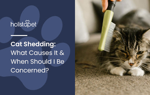 Cat Shedding: What Causes It & When Should I Be Concerned?