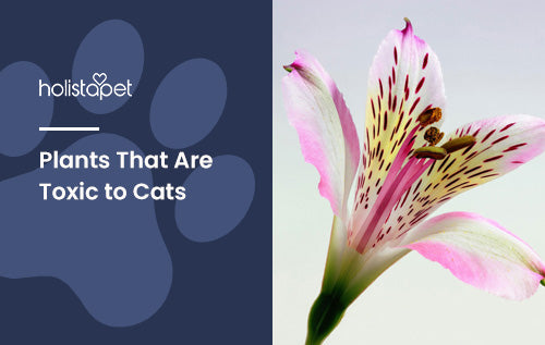 Plants That Are Toxic to Cats [Complete List of Plants To Avoid!]