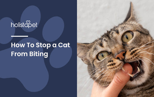 How To Stop a Cat From Biting [Why Felines Bite & Possible Solutions]