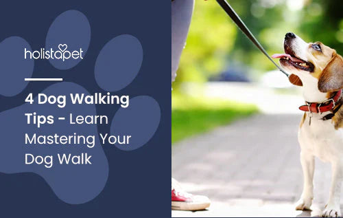 Tips for Walking Your Dog