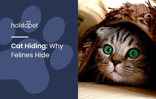 Cat Hiding [Why Felines Hide & How To Get Them to Reappear]