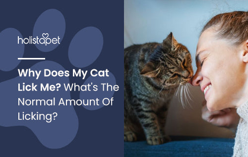 Why Does My Cat Lick Me? What's The Normal Amount Of Licking?