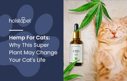 Hemp For Cats: Why This Super Plant May Change Your Cat's Life