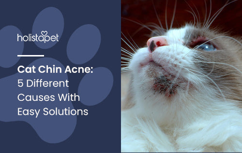 Chin Acne in Cats: 5 Different Causes With Easy Solutions