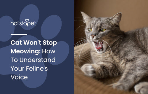 Cat Won't Stop Meowing: How To Understand Your Feline's Voice