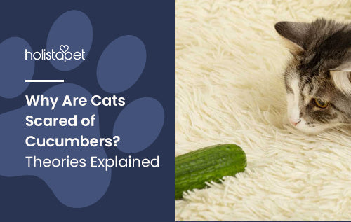 Why Are Cats Scared of Cucumbers? Theories Explained