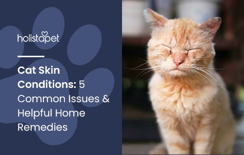 Cat Skin Conditions: 5 Common Issues & Helpful Home Remedies