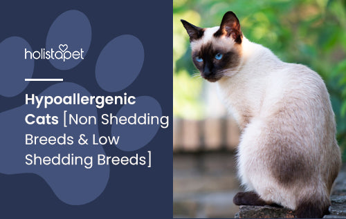 Hypoallergenic Cats [Non Shedding Breeds & Low Shedding Breeds]