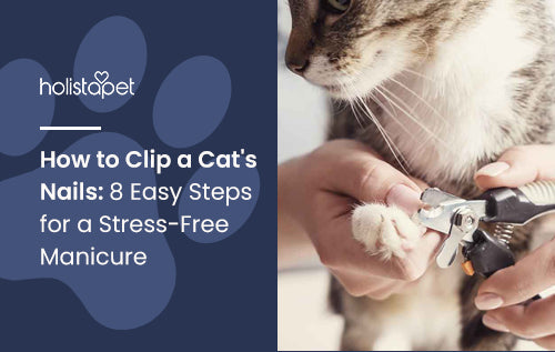 How to Clip Cat Nails: 8 Easy Steps for a Stress-Free Manicure