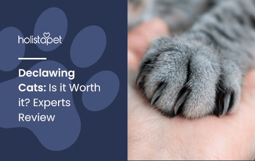 Declawing Cats: Is it Worth it? Experts Review