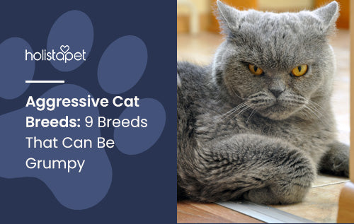 Aggressive Cat Breeds: 9 Breeds That Can Be Grumpy