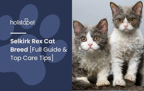 Selkirk Rex Cat Breed [Full Guide & Top Care Tips]