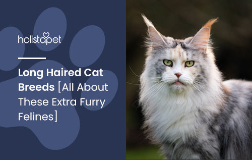 Long Haired Cat Breeds [All About These Extra Furry Felines]