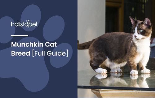 Munchkin Cat Breed [Full Guide]