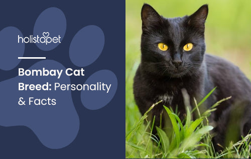 Bombay Cat Breed: Personality & Facts
