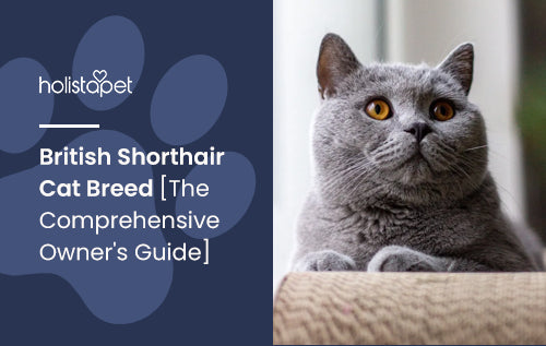 British Shorthair Cat Breed [The Comprehensive Owner's Guide]