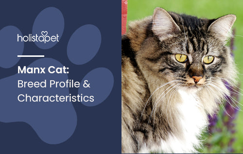 Manx Cat: Breed Profile & Characteristics