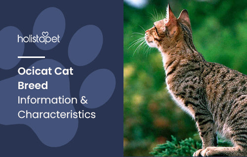 Ocicat Cat Breed Information & Characteristics