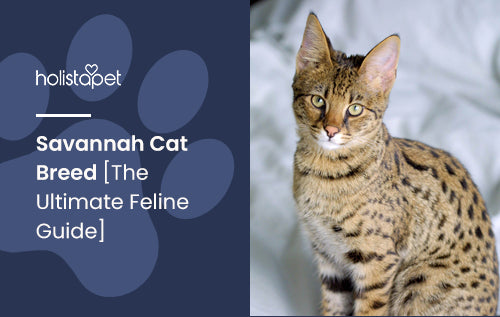 Savannah Cat Breed [The Ultimate Feline Guide]