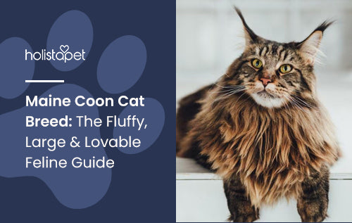 Maine Coon Cat Breed: The Fluffy, Large & Lovable Feline Guide