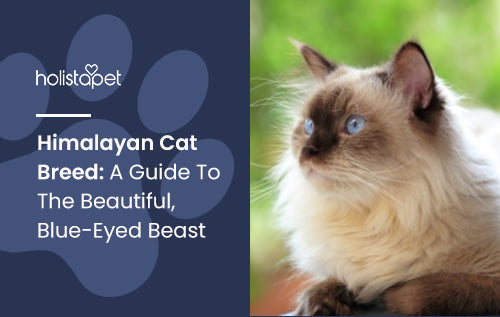 Himalayan Cat Breed: A Guide To The Beautiful, Blue-Eyed Beast