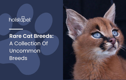 Rare Cat Breeds: A Collection Of Uncommon Breeds