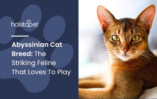Abyssinian Cat Breed: The Striking Feline That Loves To Play