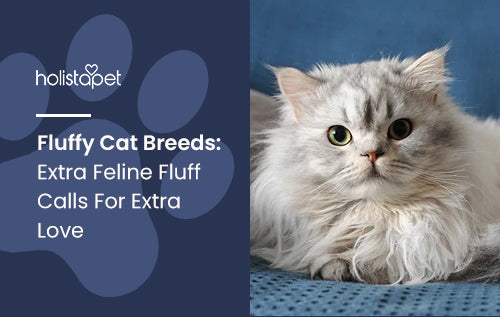 Fluffy Cat Breeds: Extra Feline Fluff Calls For Extra Love