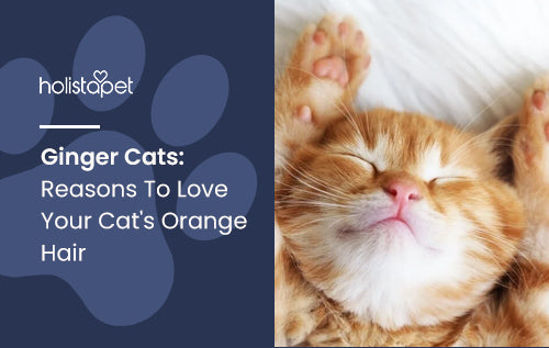 Ginger Cats: Reasons To Love Your Cat's Orange Hair