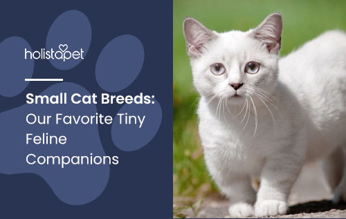 Small Cat Breeds: Our Favorite Tiny Feline Companions
