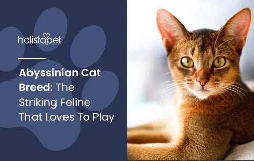 Abyssinian Cat Breed Information