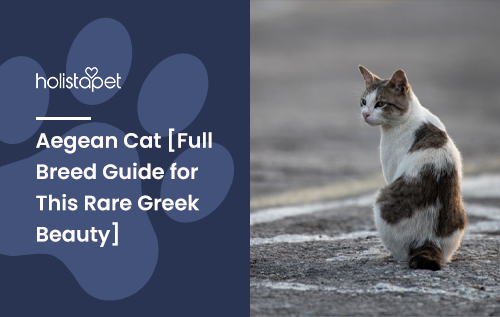 Aegean Cat [Full Breed Guide for This Rare Greek Beauty]