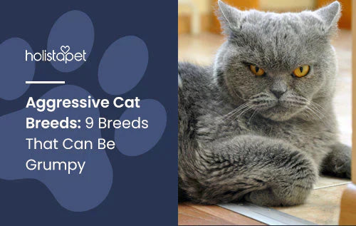 Aggressive Cat Breeds that Can Be Grumpy