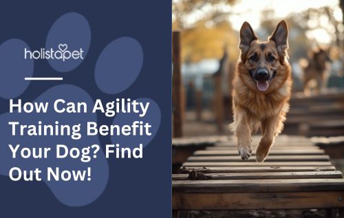 How Can Agility Training Benefit Your Dog? Find Out Now!