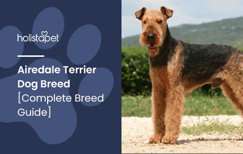 Complete breed guide of Airedale Terriers