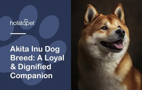 Akita Inu Dog Breed: A Loyal & Dignified Companion