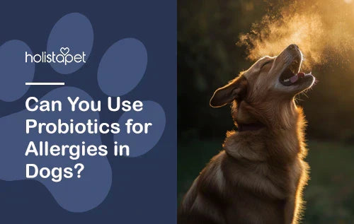 Can You Use Probiotics for Allergies in Dogs?