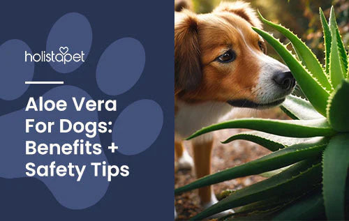 Benefits of Aloe Vera for Dogs