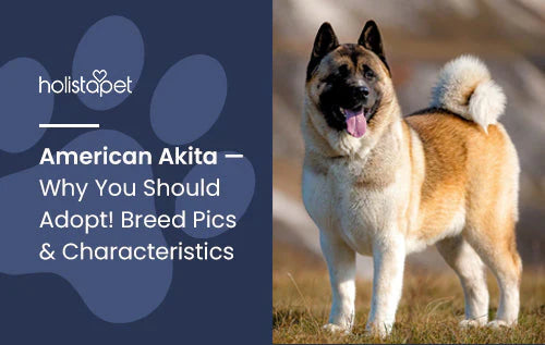 Information about the American Akita Dog Breed