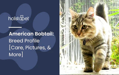 American Bobtail Cat Information