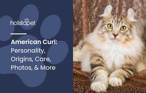 Information about American Curl Cat