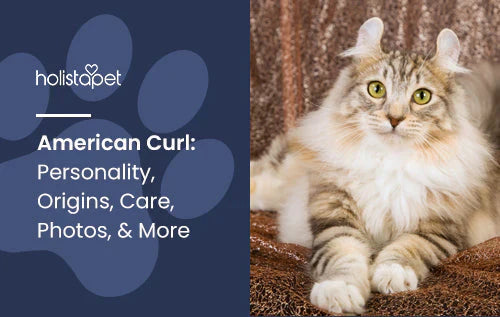 Information about American Curl Cat