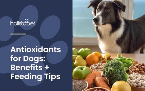 antioxidants for dogs