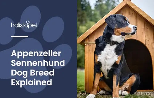 Holistapet featured image for "Appenzeller Sennenhund" blog. Shows a Appenzeller Sennenhund in front of a wooden doghouse outdoors.