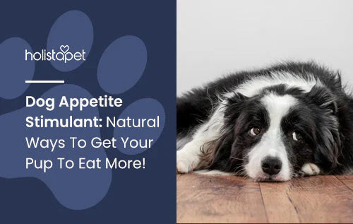 Natural stimulants for dog appetite