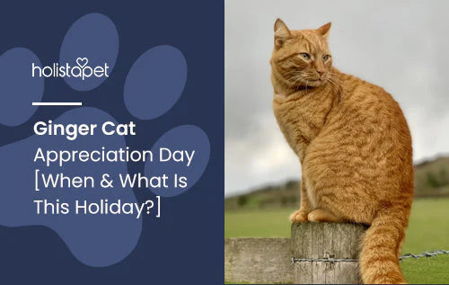 Holiday about appreciating Ginger Cats