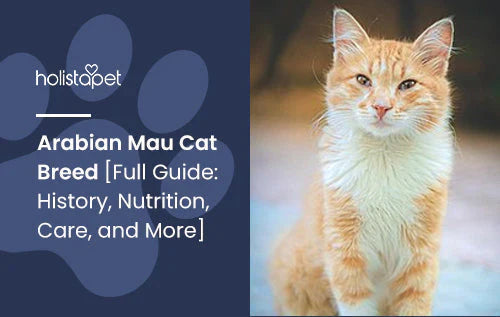 Arabian Mau Cat Breed Full Guide