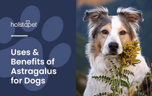 Is Astragalus safe for dogs