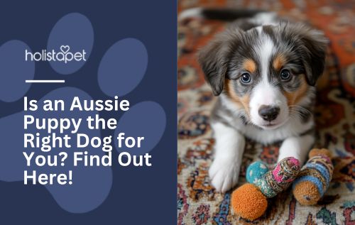 Is an Aussie Puppy the Right Dog for You? Find Out Here!